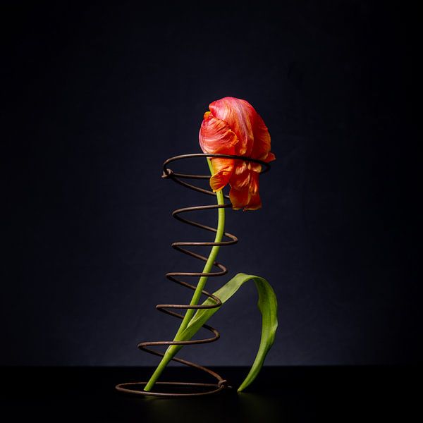 Tulp in spiraal, gevoelsmoment van Matty Maas
