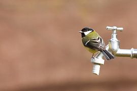 Große Meise auf einem Wasserhahn