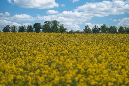 Uitzicht over een geel koolzaadveld