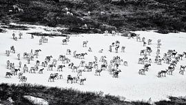 Sneeuwveld met rendieren by Remco de Vries