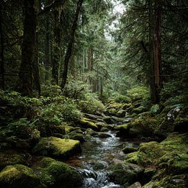 Wo Wasser den Wald trägt von Femea Stille Landschappen