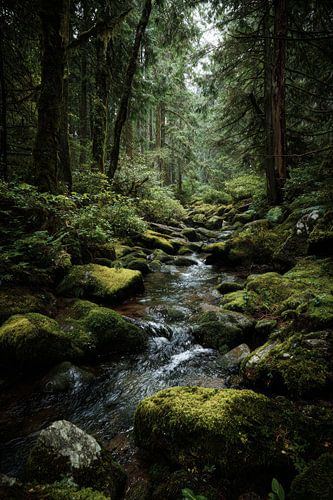 Where Water Carries the Forest