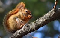 A red squirrel in the trap by Claude Laprise thumbnail