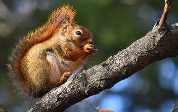 A red squirrel in the trap by Claude Laprise