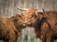 Schotse  Hooglanders