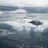 Rust op het IJs – Zeehond in Antarctica van Nanda Bussers