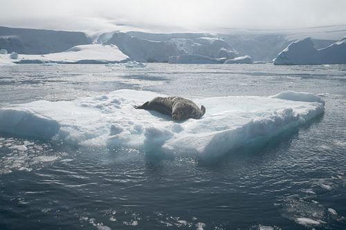Ruhe auf dem Eis – Robbe in der Antarktis von Nanda Bussers