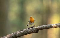 Roodborstje in het bos