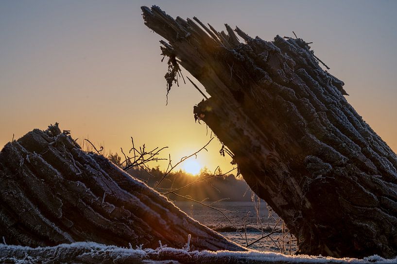 Le soleil se pose sur la lisière de la forêt et entre deux troncs d'arbre. par GoirlebyMurat