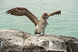 Blauwvoetgent op de Galápagoseilanden van Sandra van der Ende