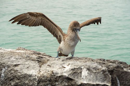 Blauwvoetgent op de Galápagoseilanden