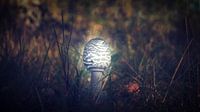 Autumn 2018 Magical Mushrooms par Angelo van der Klift Aperçu