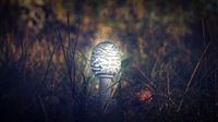 Autumn 2018 Magical Mushrooms