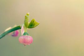 A warm and dreamy image of a blueberry bush in bloom by Rêve