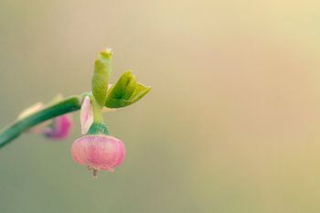 A warm and dreamy image of a blueberry bush in bloom