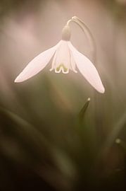 Snowdrop in soft light by Dirk-Jan Steehouwer