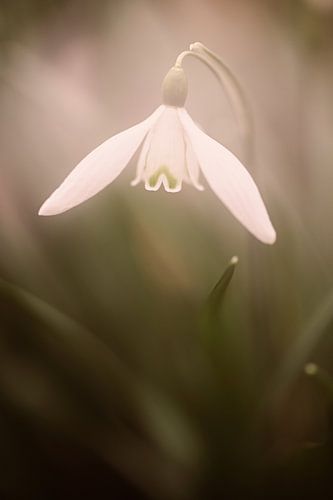 Snowdrop in soft light