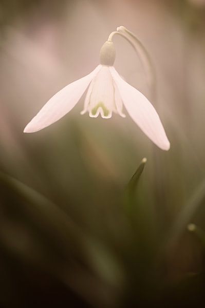 Perce-neige dans une lumière douce par Dirk-Jan Steehouwer