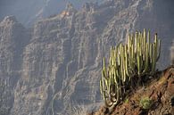 Cactus op klif by Mr Greybeard thumbnail