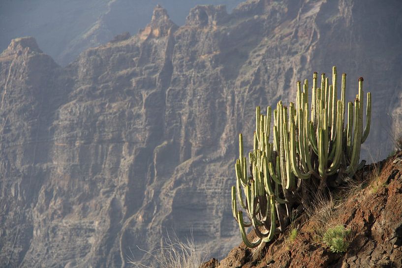 Cactus op klif by Mr Greybeard