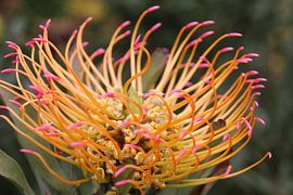 Fleur africaine sur Quinta Dijk