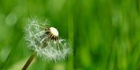Halve paardenbloem