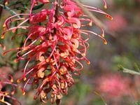 Grevillea flower spike