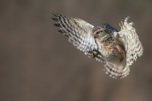 Kanincheneule im Flug mit ausgebreiteten Flügeln.