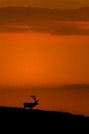 Eenzaam by Ina Hendriks-Schaafsma