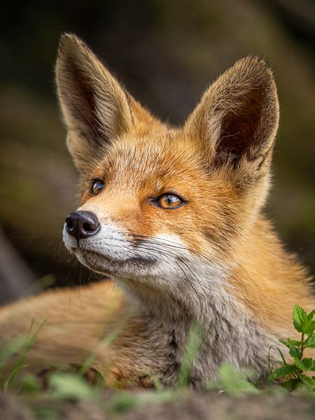 Liegefuchs von Kayleigh Heppener