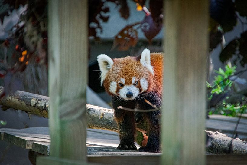 The little red panda by Denise Vlieland