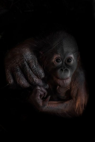 Un petit orang-outan optimiste et curieux, la main de sa mère représente les soins et le soutien. Fo par Michael Semenov
