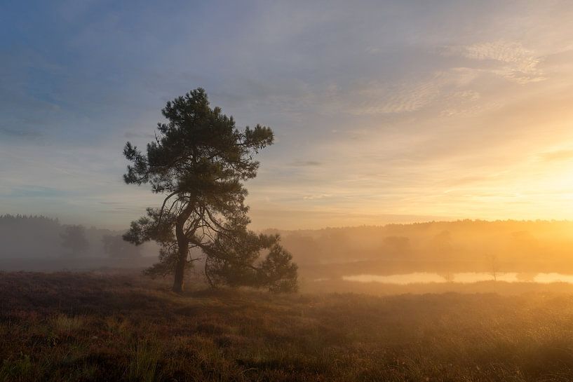 Sunrise Maasduinen at De Quin with fog by Silvia Thiel