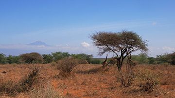 Giraffes in front of Mount Kilimanjaro in Tsavo West in Kenya by Aagje de Jong