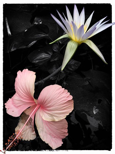 Hortus Botanicus von Raoul Suermondt