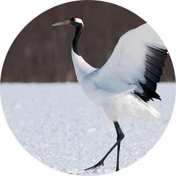 Chinese Kraanvogel, Red-crowned Crane, Grus japonensis van AGAMI Photo Agency