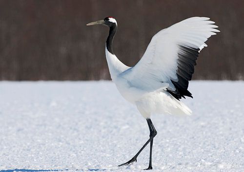 Chinese Kraanvogel, Red-crowned Crane, Grus japonensis