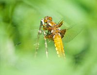 Four-spot dragonfly in Lelystad through the leaf