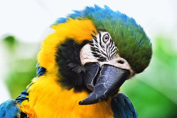 Parrot close-up 1 by Martin de Bouter