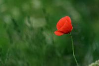 Rood en groen