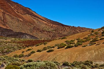 Small bushes at the foot of the Teide by Anja B. Schäfer