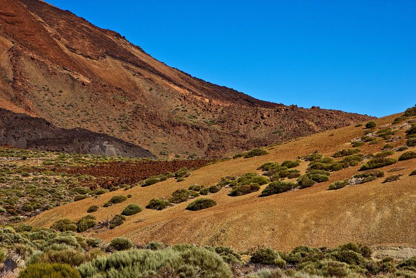 Kleine Büsche am Fuße des Teide von Anja B. Schäfer