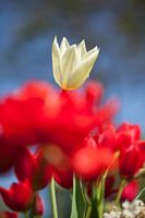 Witte tulp