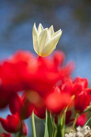 Witte tulp by Karin Keesmaat Kijk-Kunst