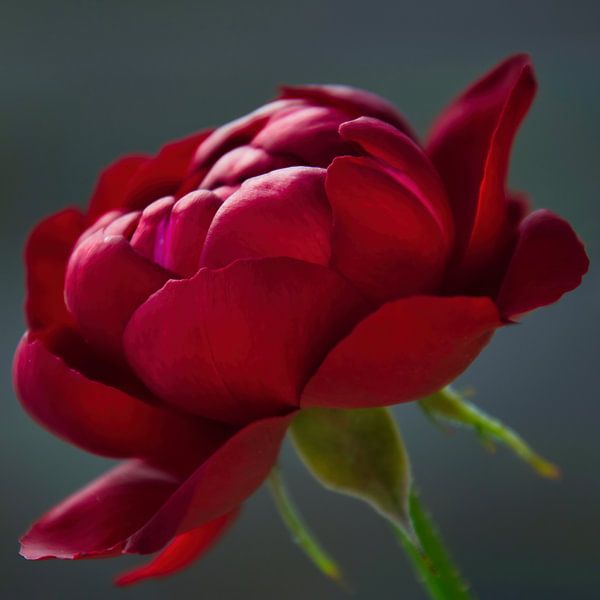 Red splendour 'forever' by Jolanda de Jong-Jansen