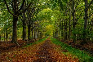 Waldweg im Herbst