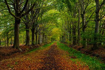 Sentier forestier en automne