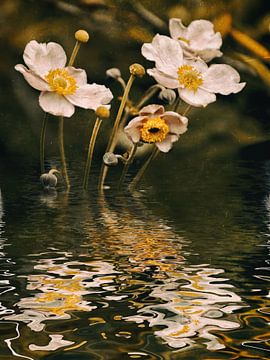 Autumn water -  anemone by Christine Nöhmeier