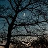 La lune brille à travers les arbres sur Marco Scheurink