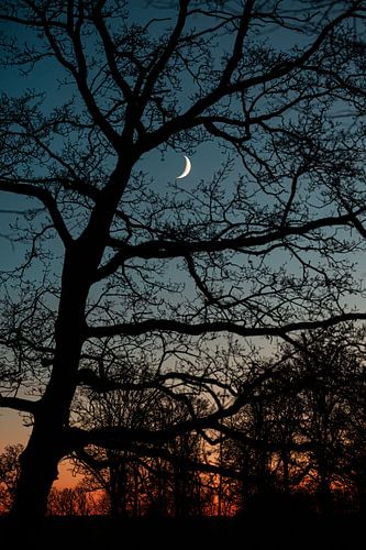 La lune brille à travers les arbres